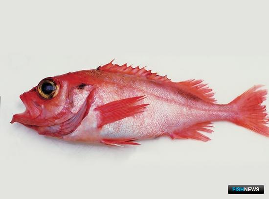 Промысел окуня-клювача остался под вопросом