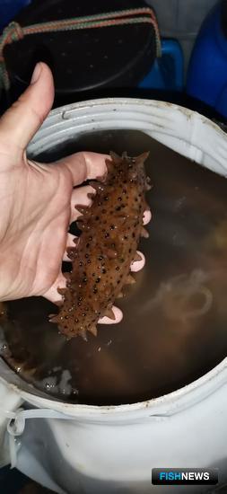 Трепанга Приморья спасают от браконьеров Трепанга Приморья спасают от браконьеров