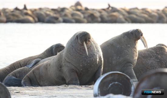 Ямальские моржи помогут получить ценные сведения