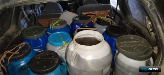 Трепанга Приморья спасают от браконьеров Трепанга Приморья спасают от браконьеров