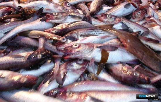 Минтая разрешили поймать чуть больше