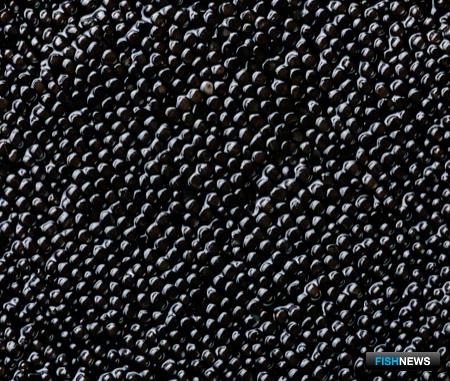 К черной икре перекрыли интернет-доступ