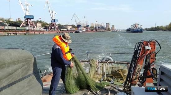 АзНИИРХ продолжит изучение рыбной молоди Дона АзНИИРХ продолжит изучение рыбной молоди Дона