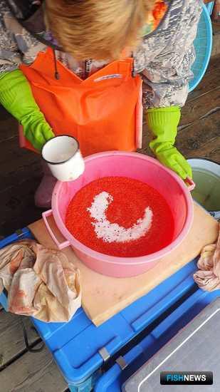 Рыбоводы позитивно оценили путину в бассейне Амура