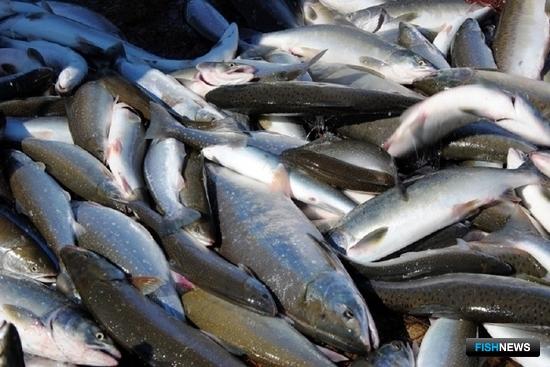 Рыбаки-любители Магаданской области смогут ловить больше горбуши