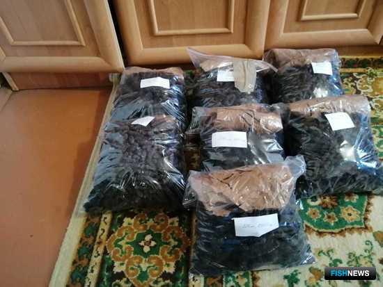 Точки нелегальной переработки трепанга накрыли в Приморье