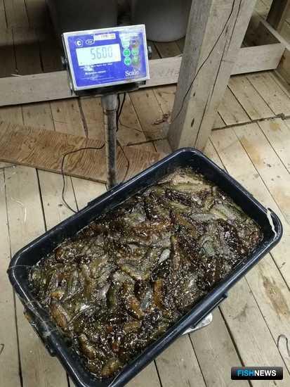 Точки нелегальной переработки трепанга накрыли в Приморье