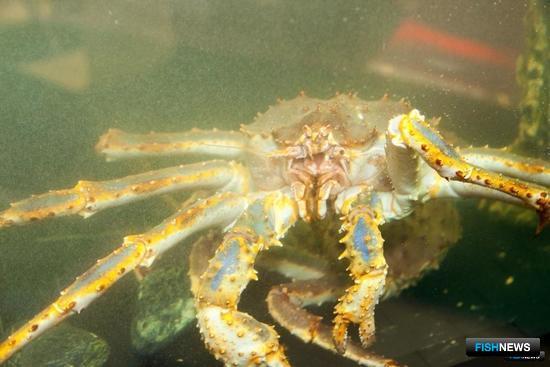 Лицензия для краба: есть ли смысл? Лицензия для краба: есть ли смысл?