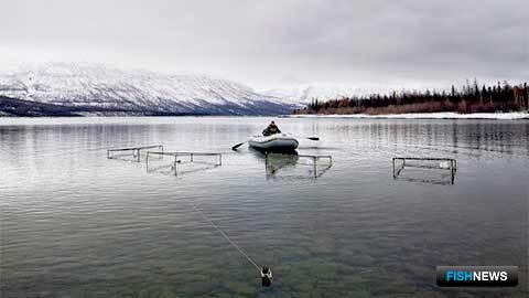 Самую полезную рыбу готовят к аквакультуре