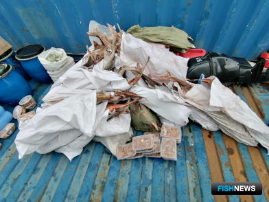 &laquo;Беспаспортных&raquo; осетровых отловили на Енисее