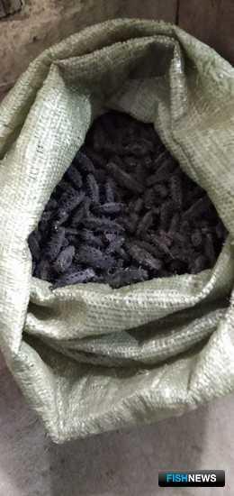 Браконьерский трепанг не дождался контрабанды в КНР Браконьерский трепанг не дождался контрабанды в КНР