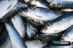 В Охотском море прибавилось сельди В Охотском море прибавилось сельди