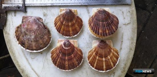 Ученые оценили штормовой вред запасам моллюсков