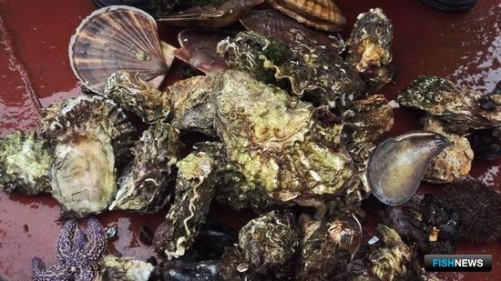 Ученые оценили штормовой вред запасам моллюсков