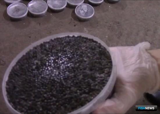 Судьбу фигурантов «осетрового дела» решит суд Судьбу фигурантов «осетрового дела» решит суд