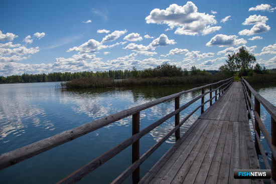 В Лесной кодекс разработали &laquo;рыбные&raquo; поправки