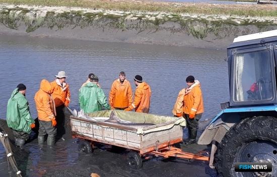 Азовским осетрам подбирают пару под контролем генетиков