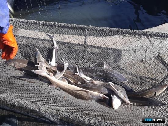 Азовским осетрам подбирают пару под контролем генетиков