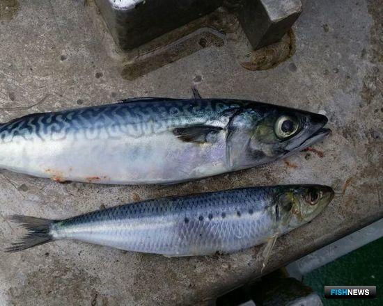Иваси и скумбрия продолжают увеличивать российские уловы