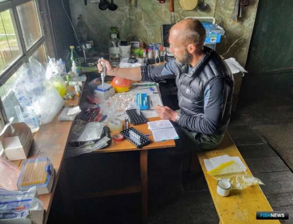 Секреты гольцов-эндемиков раскрывают для рыбоводства