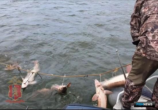 Браконьер не смог воспользоваться осетровым уловом Браконьер не смог воспользоваться осетровым уловом