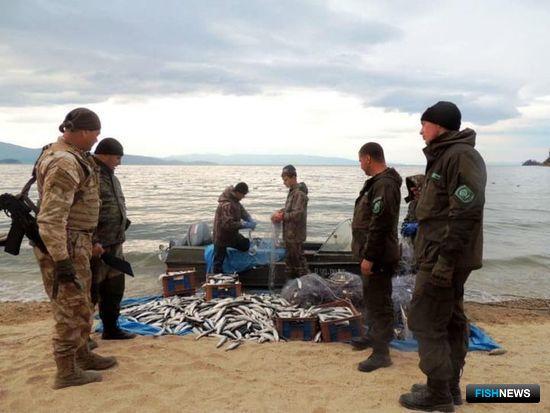 Омуль Селенги облегчил работу рыбинспекторам