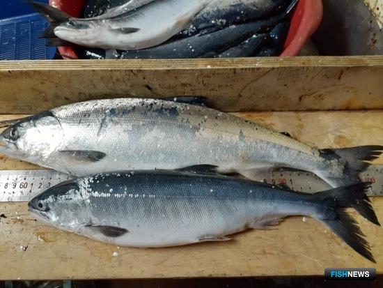 НИСы собрали данные по лососевой молоди НИСы собрали данные по лососевой молоди