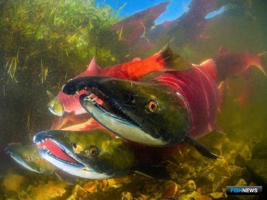 Экологи будут теснее сотрудничать с Росрыболовством