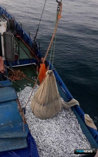 Наука видит перспективы килечного промысла