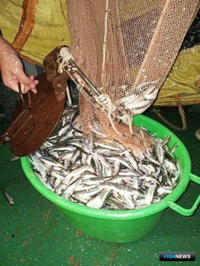 Наука видит перспективы килечного промысла