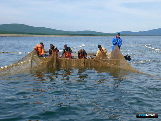 Наука рассматривает возможность ежегодного промысла горбуши в Приморье Наука рассматривает возможность ежегодного промысла горбуши в Приморье