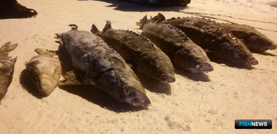 Осетровая рыбалка обернулась большими неприятностями Осетровая рыбалка обернулась большими неприятностями