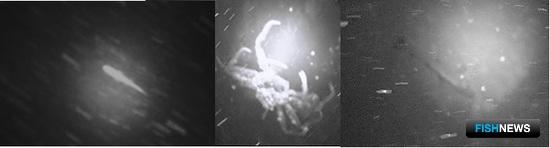 Промысловые запасы Берингова моря оценили ученые