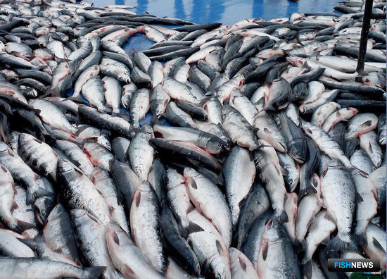 Для промысла в экономзоне выделено 3,7 тыс. тонн нерки