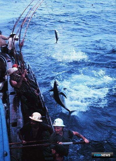 Тропических тунцов не оставили без защиты Тропических тунцов не оставили без защиты