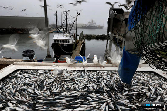 Килька помогла Дагестану поставить рекорд Килька помогла Дагестану поставить рекорд