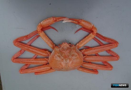 Росрыболовство выставило на аукцион остатки по глубоководным крабам Росрыболовство выставило на аукцион остатки по глубоководным крабам