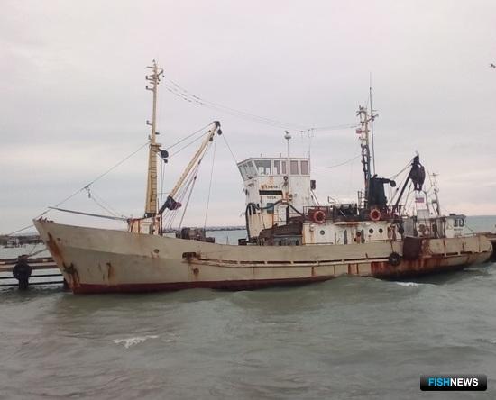 Ученые собрали информацию для прогноза по пиленгасу Ученые собрали информацию для прогноза по пиленгасу