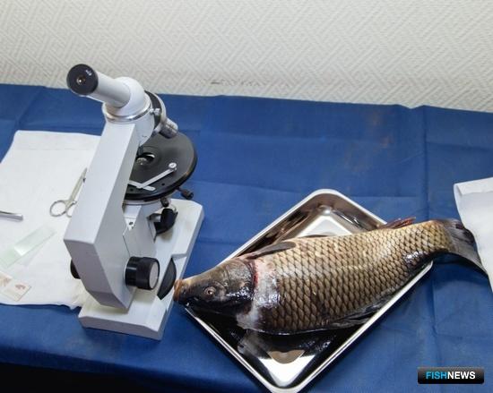 Фундаментальная наука получила &laquo;рыбную&raquo; повестку