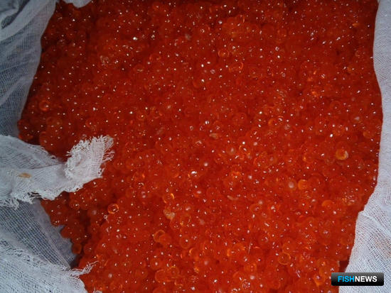 Дело о браконьерской &laquo;крыше&raquo; расследуют на Сахалине