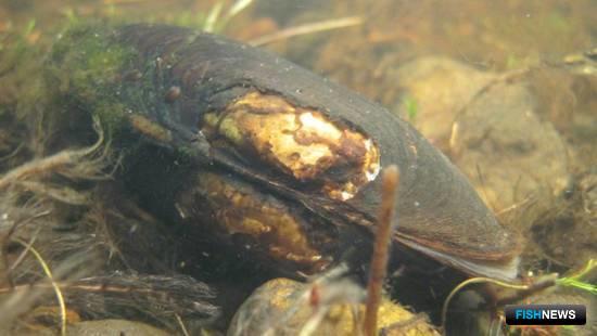 Ученые идентифицировали все гены моллюска-долгожителя Ученые идентифицировали все гены моллюска-долгожителя