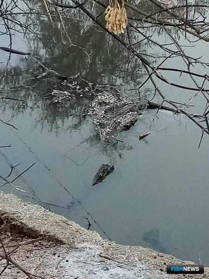 В Нижнем Поволжье расследуют замор
