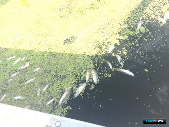 За &laquo;удобрение&raquo; реки придется дорого заплатить