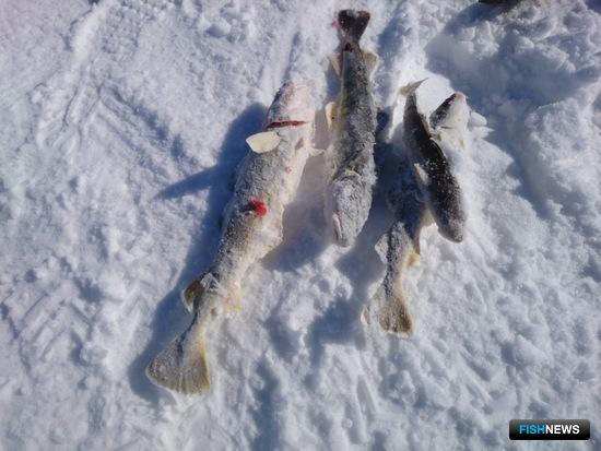 &laquo;Сахалинский лед&raquo; готовит особую программу