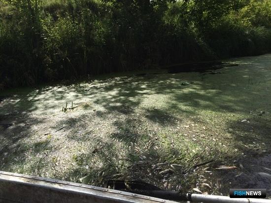 За &laquo;удобрение&raquo; реки придется дорого заплатить