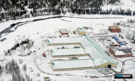 Ямал восстанавливает рыбные запасы по новой технологии Ямал восстанавливает рыбные запасы по новой технологии