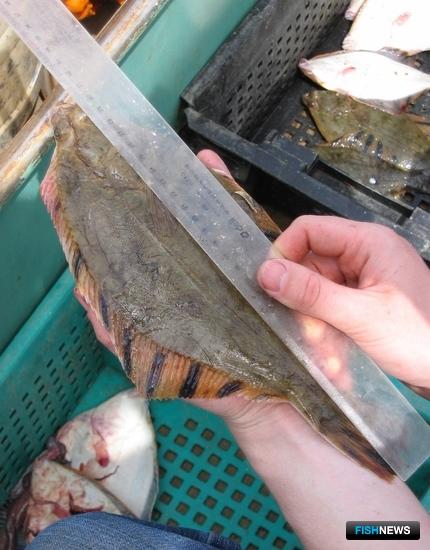 Порядок согласования &laquo;рыбных&raquo; исследований обновили