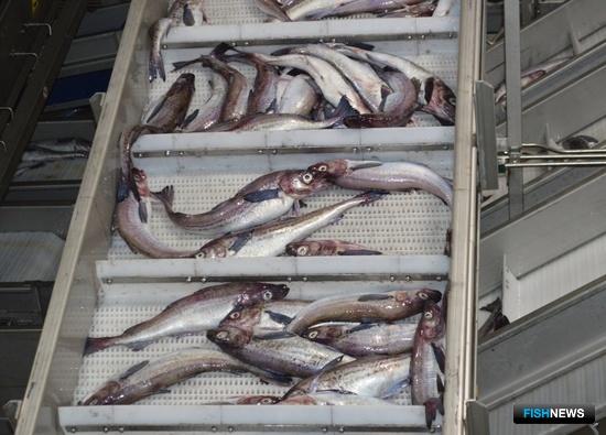 Минтай ловить не торопятся