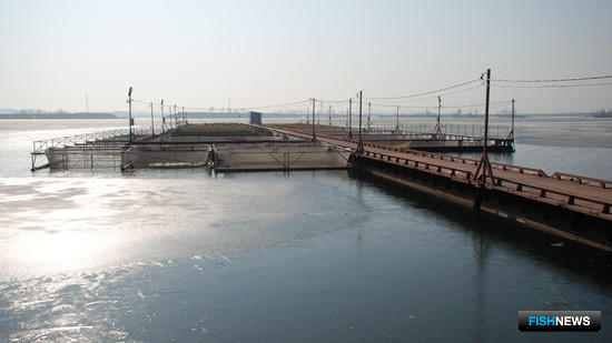 Подмосковье намерено выращивать больше рыбы Подмосковье намерено выращивать больше рыбы