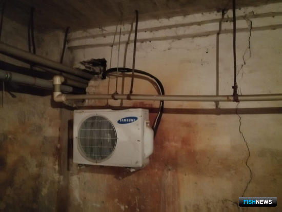 Подвальный рыбхоз мешает нижегородцам Подвальный рыбхоз мешает нижегородцам